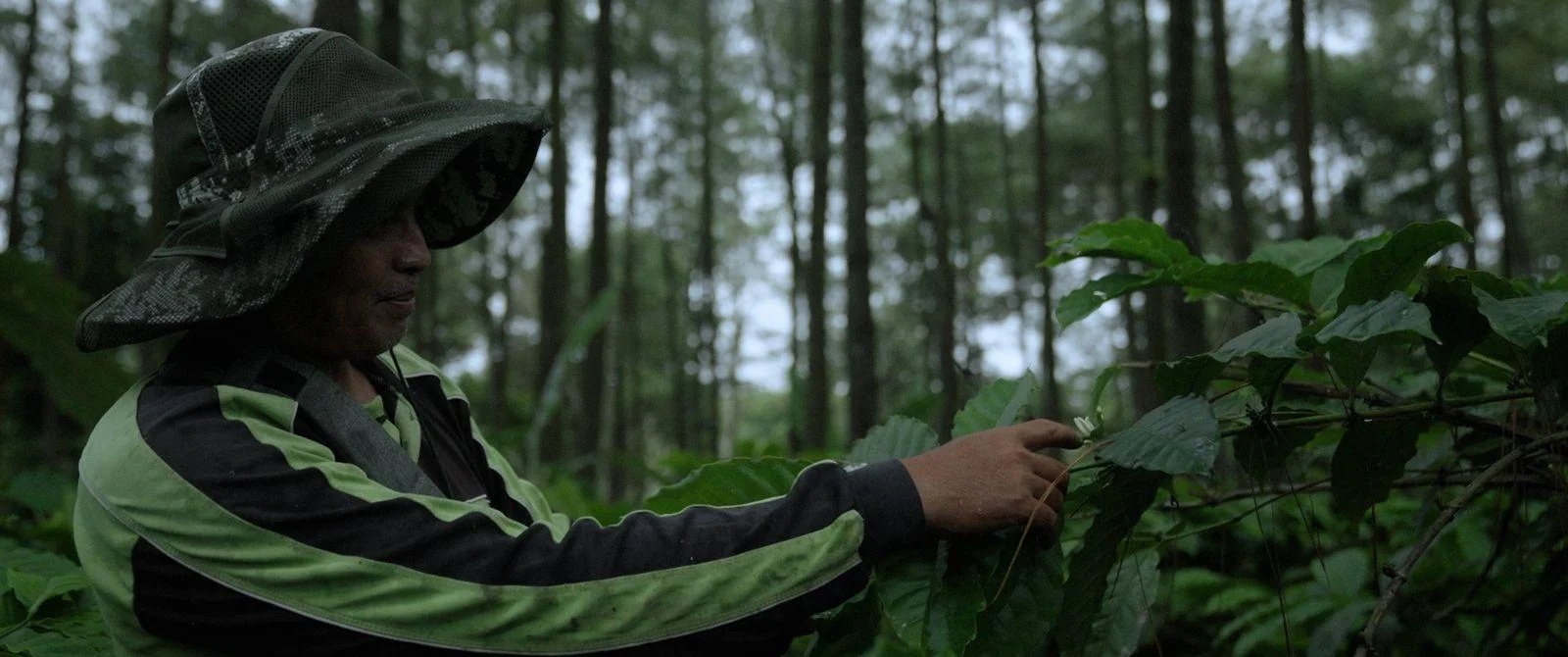 Desa Sidomulyo, Kecamatan Silo — salah satu desa penghasil kopi terbesar di Kabupaten Jember